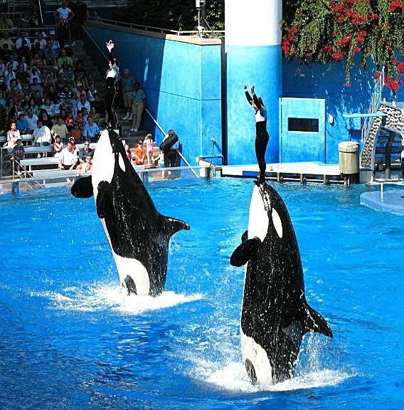 SeaWorld-killer-whales.jpg