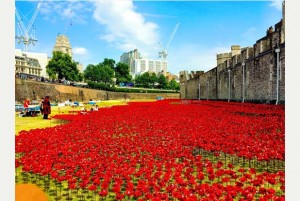 Ceramic Poppies 2