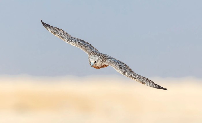 AlUla Falcon Cup uses advanced for timing Falcon races