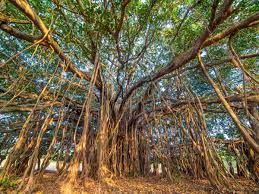 Kantharpur banyan tree to be developed as religious tourism site 3 Kantharpur banyan tree