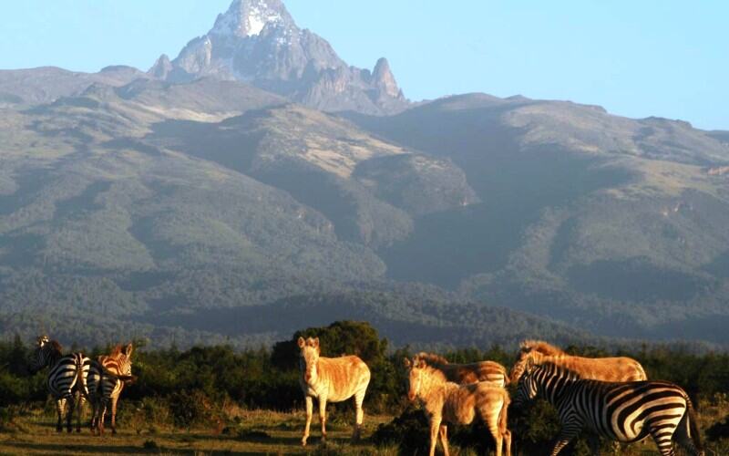 chinese tourist in kenya