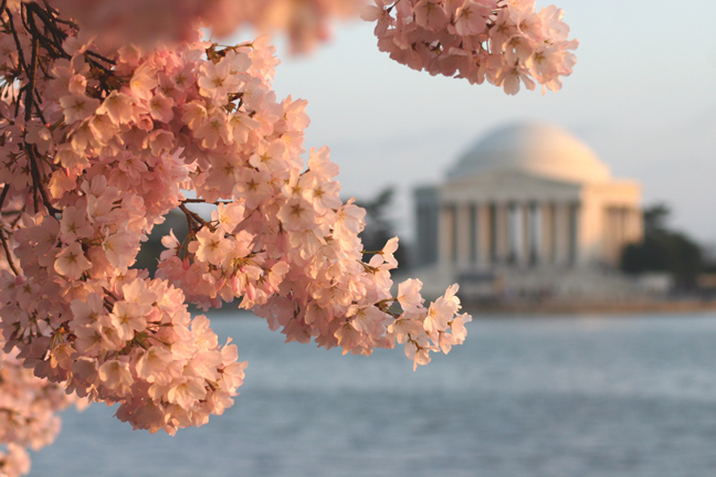 Cherry blossoms