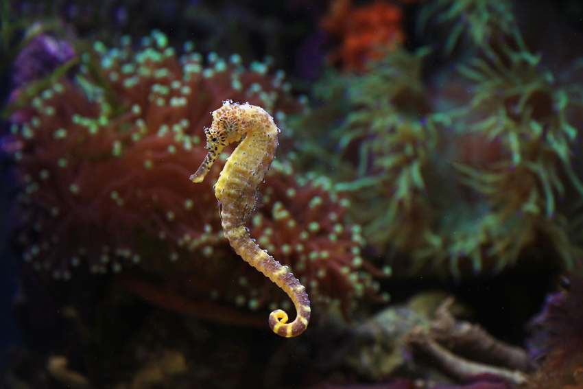 Seahorse sculpture draws tourists to Studland Bay