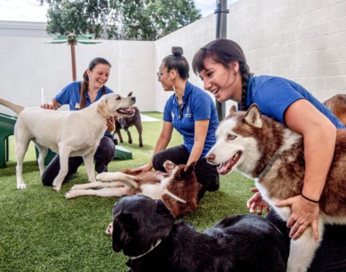 K9 Resorts Luxury Pet Hotel