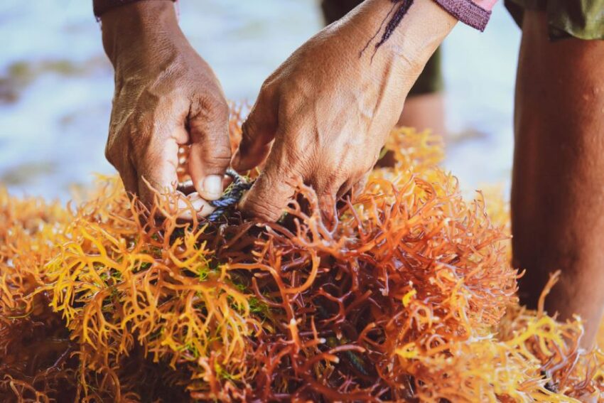 Seaweed-Bali