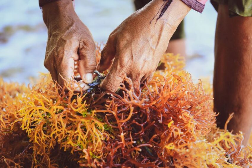 Seaweed Farming In Bali
