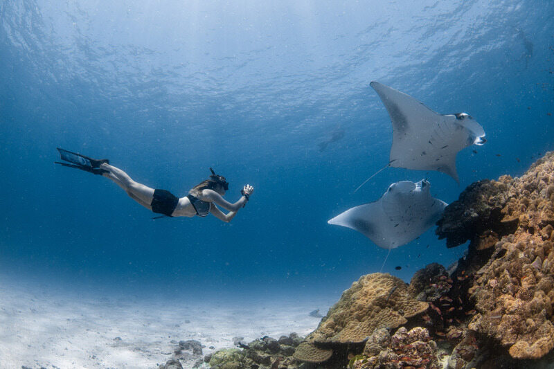 Dive into the World’s Largest Manta Gathering at Four Seasons Resort Maldives