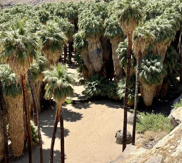 Photo-credit-aianta-caption-palm-canyon-in-california--tribal-homelands-of-the-agua-caliente-band-of - travel and tour world Indian
Tourism