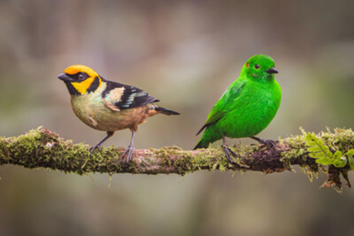 Global Birdwatching Event