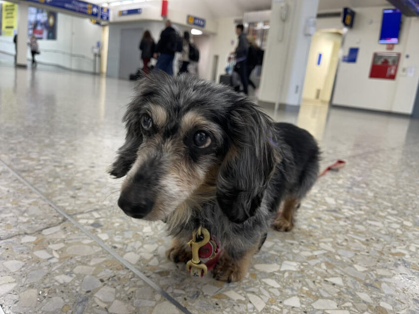 Oakland Airport Introduces ‘Canine Comfort’ A New Pet Therapy Program