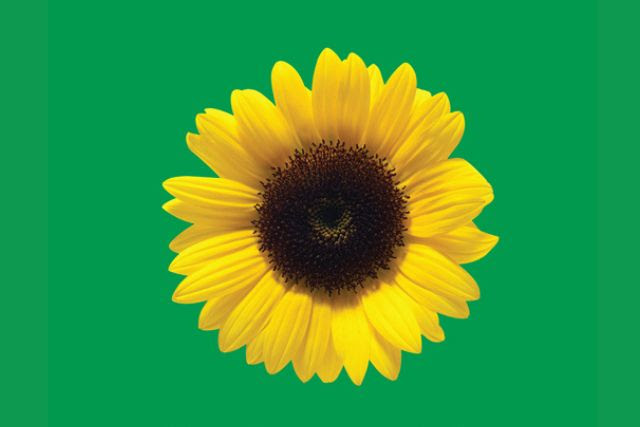 ICC Sydney Leads The Way in Inclusive Events with New CSR Initiative and ‘Sunflower’ Program