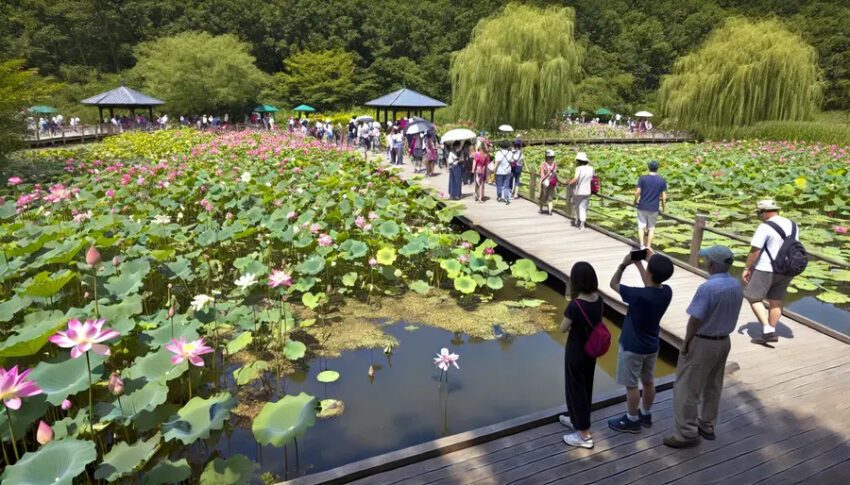 The Annual Lotus And Water Lily Festival Lights Up Kenilworth Park With Colorful Displays