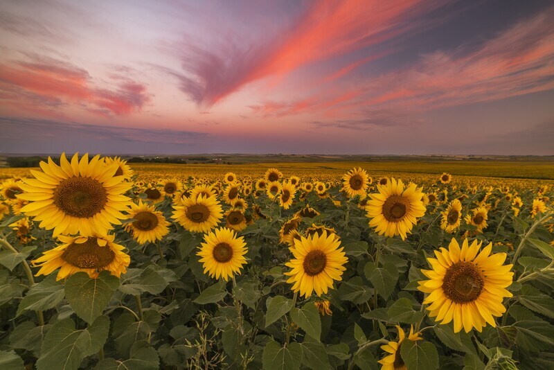 Sunflower Celebration with North Dakota’s Colorful 2024 Trail