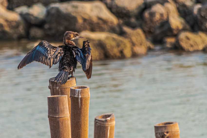 Andaman and Nicobar Islands Add Birdwatching to Their Eco-Tourism Portfolio: A New Feather in Their Cap!