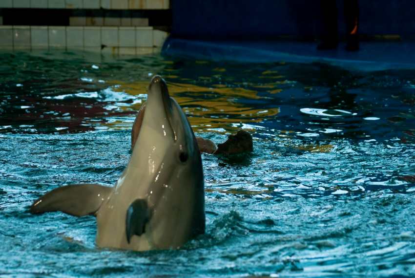 Close-up-fish-swimming-pool - travel and tour world