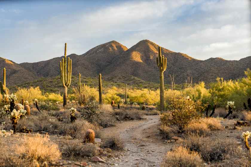 Morning-light-sonoran-desert-scottsdale-arizona - travel and tour world