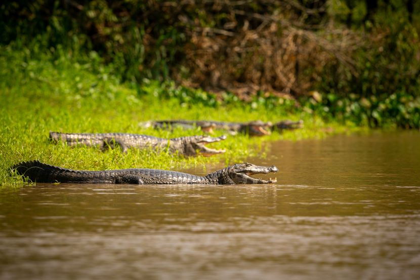 Scenic view of kakadu national park in australia, showcasing lush wetlands, vibrant wildlife, and a crocodile resting on a tree root in yellow water billabong.