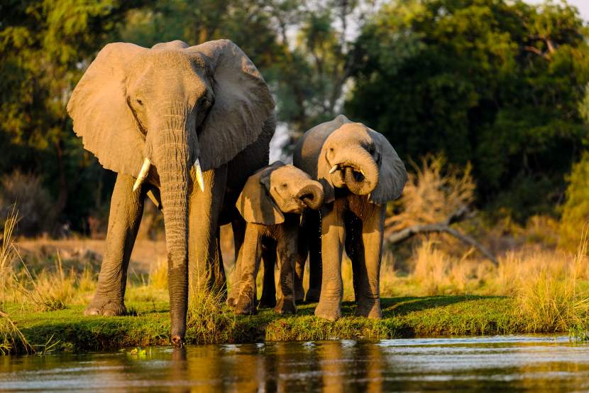 Matusadona national park, located on the shores of lake kariba in zimbabwe, showcasing its diverse landscapes and thriving wildlife, including elephants and lions, contributing to eco-tourism and conservation efforts.