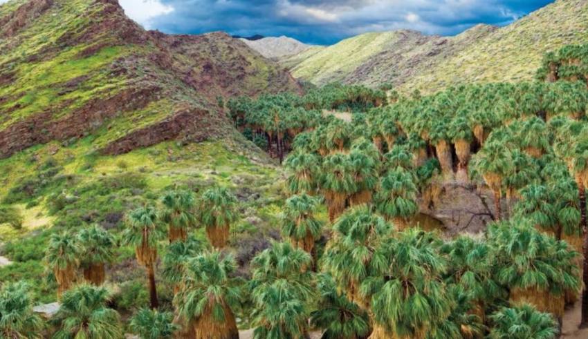 Palm springs - travel and tour world