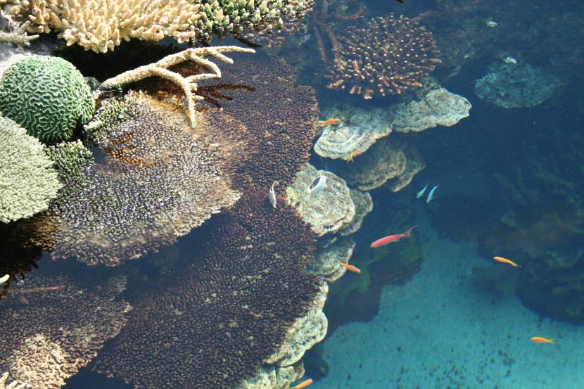 Papahānaumokuākea Marine National Monument: A stunning view of Hawaii's vast protected ocean ecosystem, featuring vibrant coral reefs, diverse marine life, and pristine landscapes. Virtual tours offer an immersive look into this unique and culturally significant area.