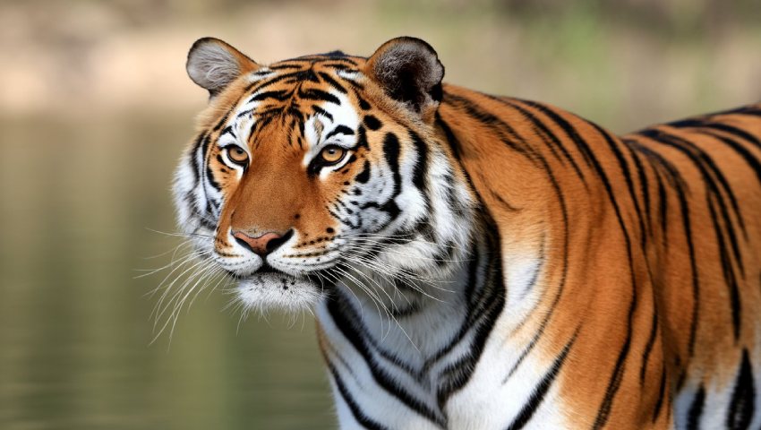 Sundarbans tiger reserve wildlife and eco-tourism - travel and tour world Sundarbans tiger reserve wildlife and eco-tourism