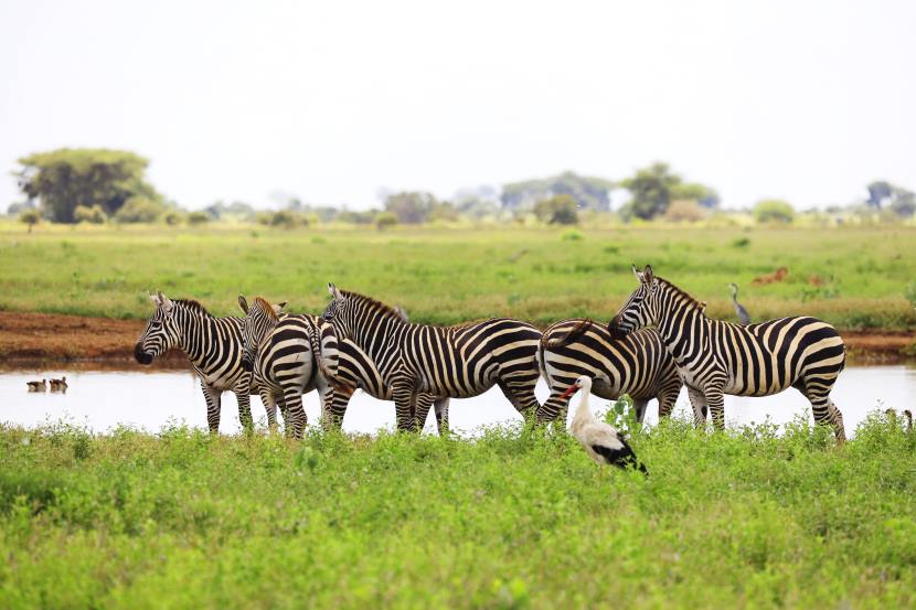A team of conservationists and wildlife experts overseeing the translocation of wildebeest and zebra to Kafue National Park, contributing to Zambia's ecological restoration and tourism growth.