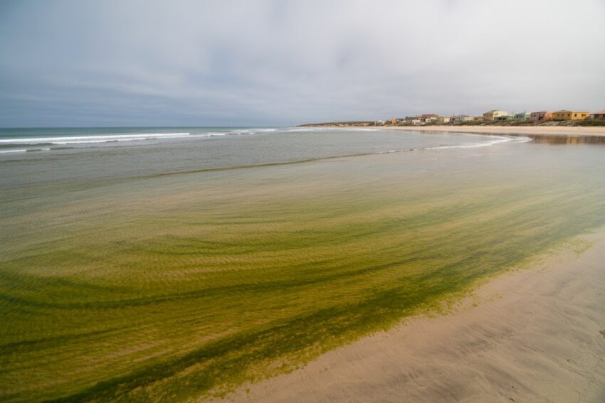 Yorke Peninsula Joins Adelaide Metropolitan, Kangaroo Island, The Coorong Beaches in Suffering from Algal Bloom Affecting Australian Tourism, New Update is Here
