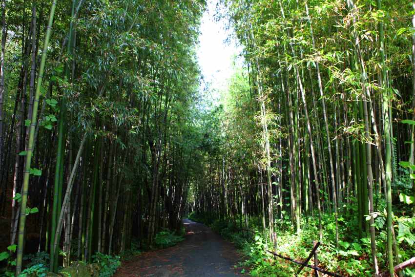 Damyang County, South Korea, Offers Free Admission to Top Tourist Attractions for Sister City Residents