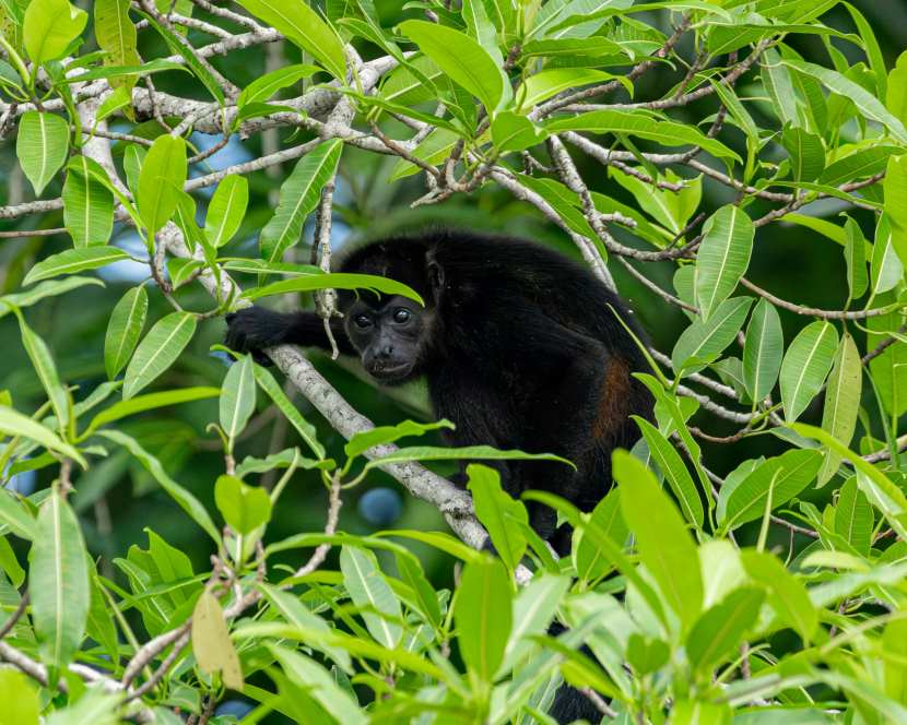 Gorilla - travel and tour world Kwita izina ceremony in musanze district, rwanda, with local community members and tourists gathering to celebrate the naming of baby mountain gorillas, showcasing the intersection of tourism, conservation, and cultural heritage.