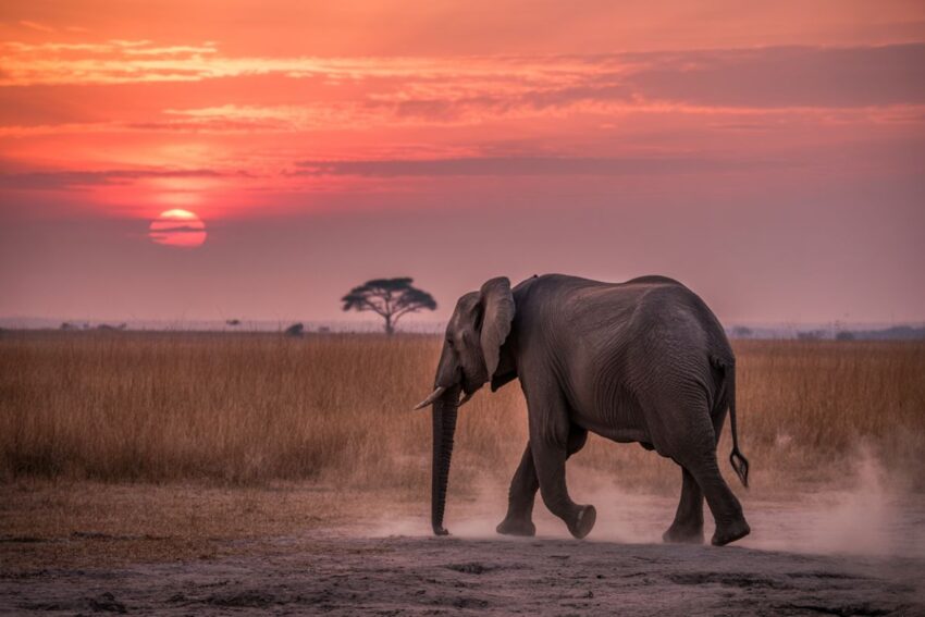 Nomad tanzania