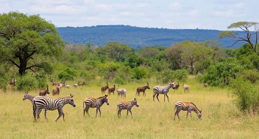 Banhine National Park in Mozambique Launches a Historic Biodiversity Restoration with Four Hundred Animals, Boosting Eco-Tourism Growth and Conservation Efforts