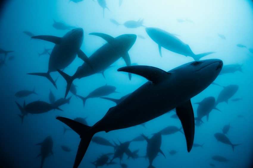 Discover The Impact Of The 2025 Ocean Festival In Northern Beaches, Australia – A Celebration Of Ocean Life And Environmental Preservation For Tourism And Travel Discover The Impact Of The 2025 Ocean Festival In Northern Beaches, Australia – A Celebration Of Ocean Life And Environmental Preservation For Tourism And Travel