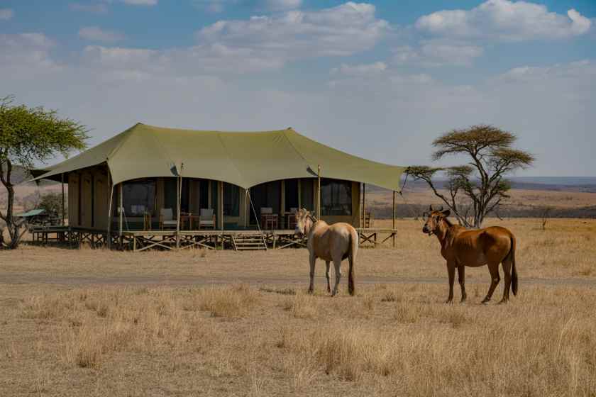 Immerse Yourself In Mikumi’s Wildlife With A Stay At Stanley’s Kopje Luxury Camp Immerse Yourself In Mikumi’s Wildlife With A Stay At Stanley’s Kopje Luxury Camp