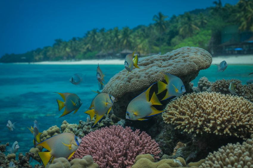 Thailand Cracks Down on Harmful Sunscreens in Marine Parks to Protect Coral Reefs