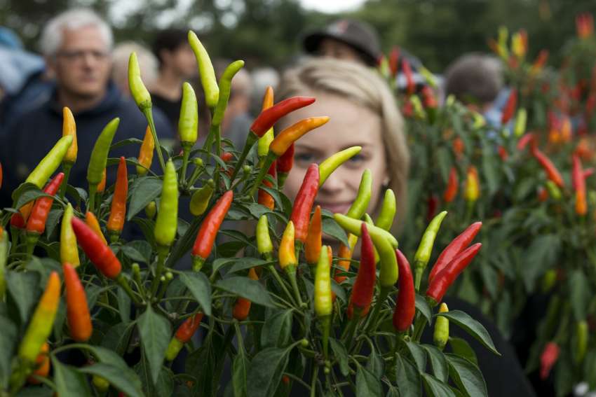 The 43rd Annual Havelock Chili Festival Brings Live Music, Food Trucks, and Tasty Chili to North Carolina, Boosting Local Tourism: Know More New Information