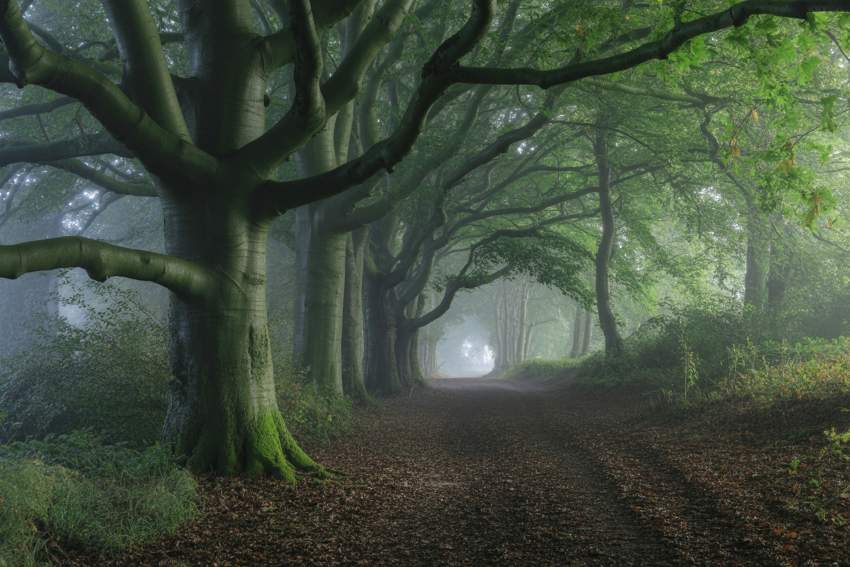 Wistman’s Wood: The Uk’s Top Gothic Halloween Destination For Dark Tourism Enthusiasts Wistman’s Wood: The Uk’s Top Gothic Halloween Destination For Dark Tourism Enthusiasts