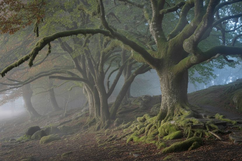 Wistman’s Wood: England’s Eeriest Escape Now Europe’s Top Gothic Travel Destination Wistman’s Wood: England’s Eeriest Escape Now Europe’s Top Gothic Travel Destination