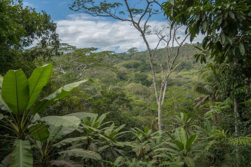 Costa Rica’s Reforestation Revolution: Transforming Nicoya into a Global Eco-Tourism Beacon for Travelers and Conservation