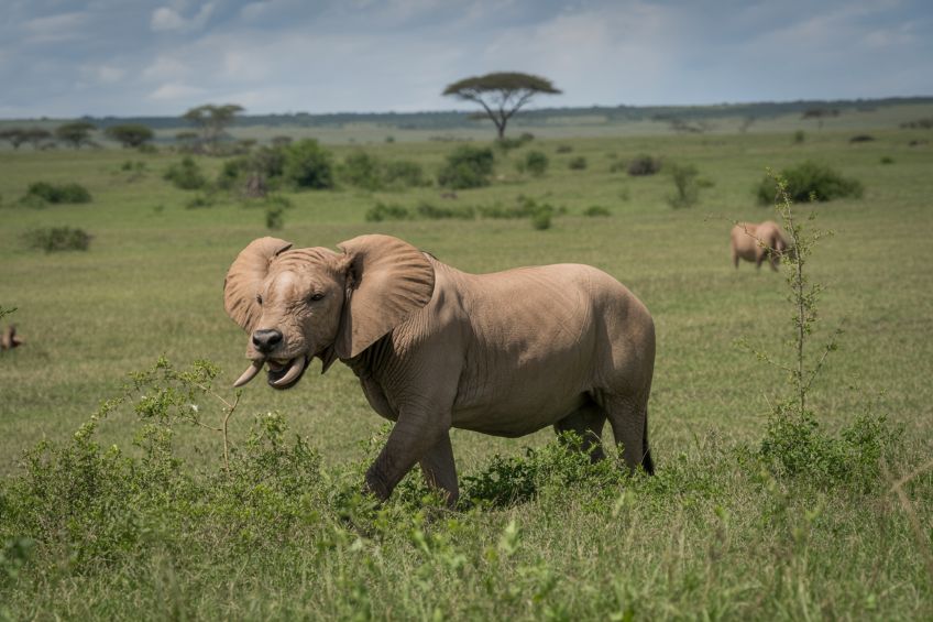 Foot Slopes Tours Launches Exclusive Tanzania Safari Vacations To Serengeti, Zanzibar, Mount Kilimanjaro, And More – A New Era In African Adventure Foot Slopes Tours Launches Exclusive Tanzania Safari Vacations To Serengeti, Zanzibar, Mount Kilimanjaro, And More – A New Era In African Adventure