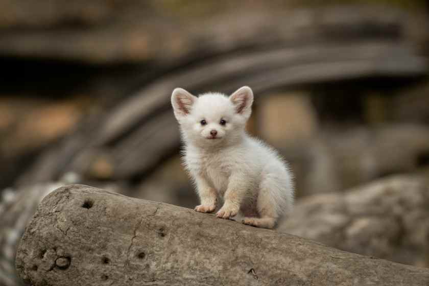 Explore Hongshan Forest Zoo in Nanjing: A New Destination for Wildlife and Tourism in China
