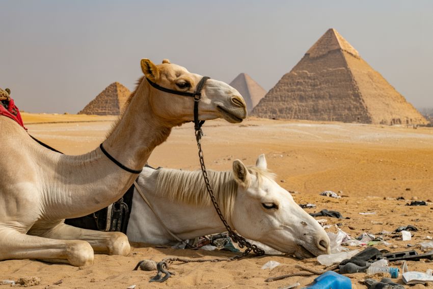Animal Welfare Crisis At Egypt’s Giza Pyramids: Horses And Camels Still Suffer Despite Government Reforms And Growing Tourism Animal Welfare Crisis At Egypt’s Giza Pyramids: Horses And Camels Still Suffer Despite Government Reforms And Growing Tourism