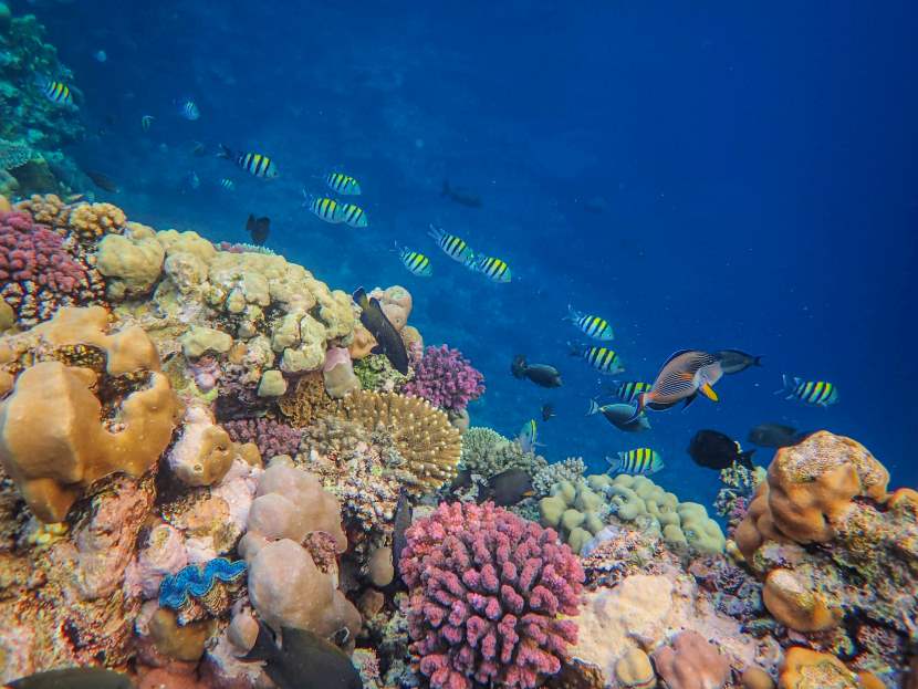 The W Maldives Sea Of Stars Initiative Redefining Marine Conservation In Sustainable Luxury Tourism
