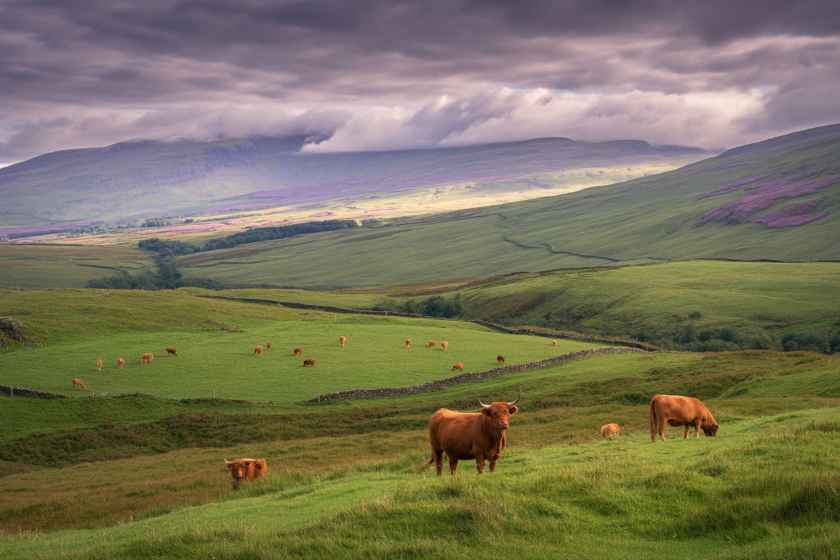 Walk Through History At Culloden Battlefield: One Of Scotland’s Most Iconic Historical Sites
