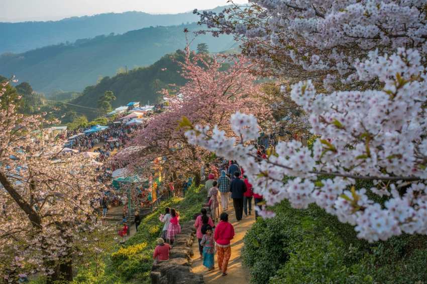 India’s Shillong Cherry Blossom Festival Continues to Attract Visitors Amid Growth in Nature and Cultural Tourism