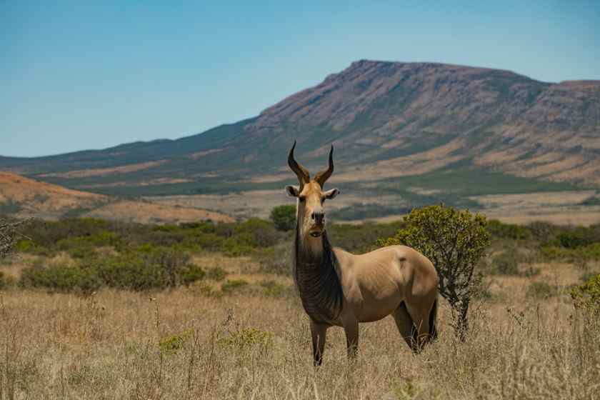 Kruger National Park Introduces Cashless Payments at Afsaal Picnic Site for Improved Visitor Experience