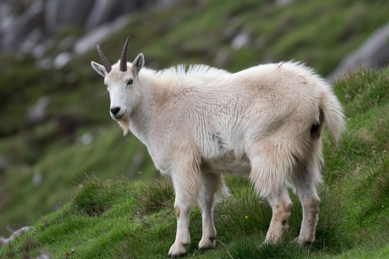 Social Media Tourism Leads To Displacement Of Welsh Mountain Goats In North Wales, Here’s All You Need To Know