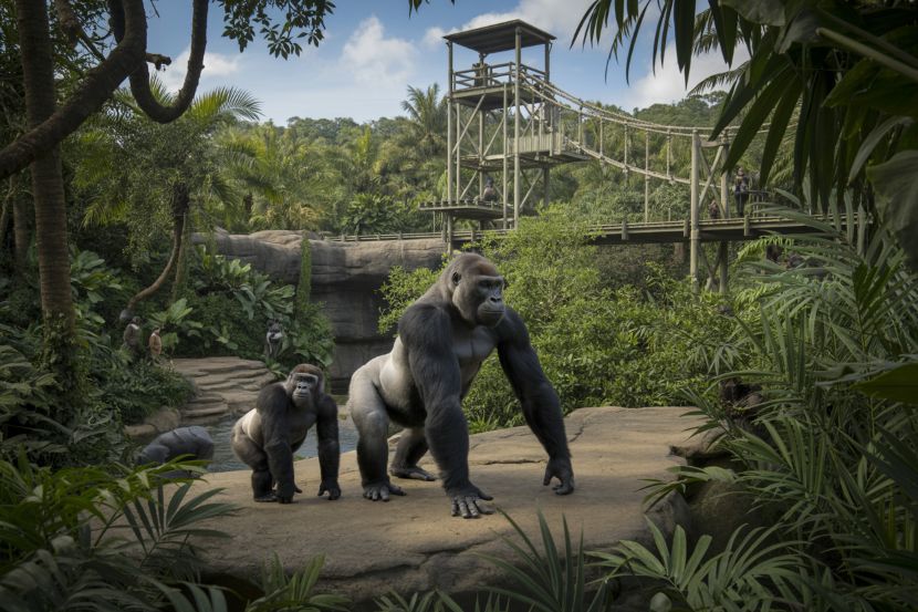 San Antonio Zoo Unveils Congo Falls: A New Landmark for Eco-Tourism and Wildlife Experiences