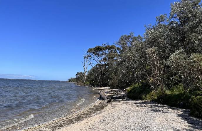 Australia’s Raymond Island Just Launched a Game-Changing Koala Trail App—Here’s Why You Need to Visit Now!