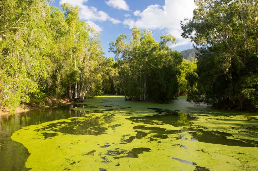 Unveiling the Majestic Botanical Wonders of Louisiana’s Wetlands Shaping a Resilient Ecosystem: All You Need to Know