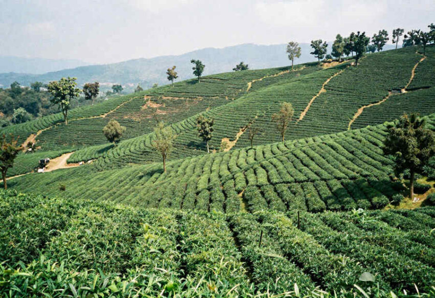 Germany Unites With UK, France, China, Russia, And More,
Sri Lanka’s Explosive Tourism Boom,